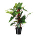 Philodendron Red Emerald - Ø19 ↕80-Stera