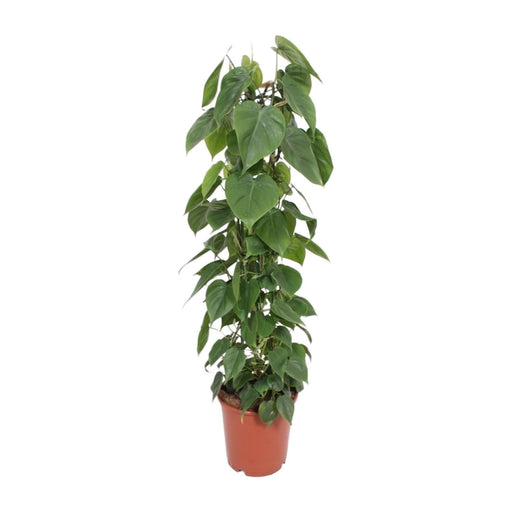 Philodendron Scandens - Ø24cm - ↕120cm-Stera