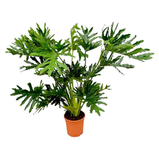 Philodendron Selloum - 150 cm - Ø30-Stera