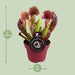 Sarracenia Catesbaei - Ø12cm - ↕23cm-Stera