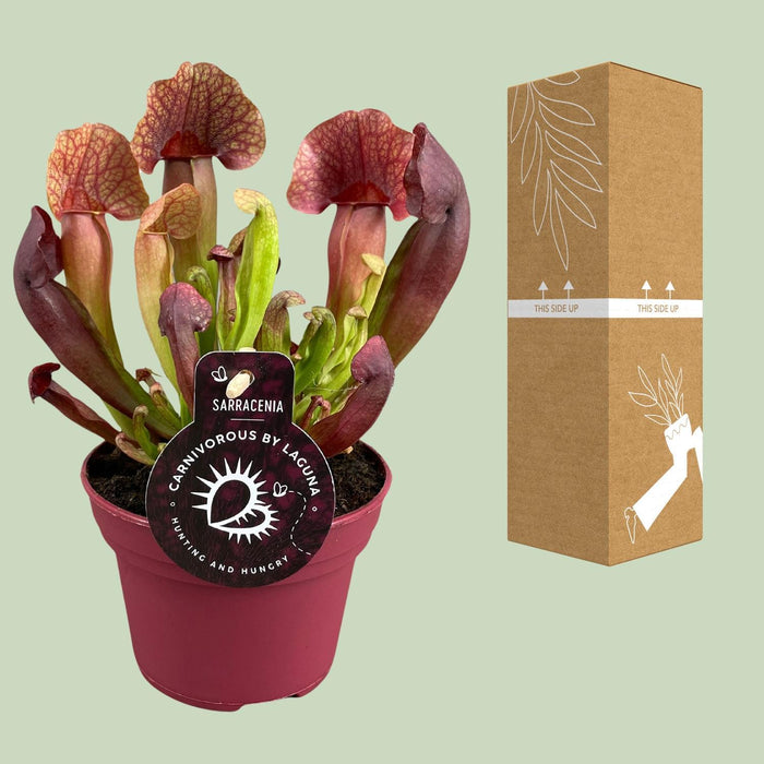 Sarracenia Catesbaei - Ø12cm - ↕23cm-Stera