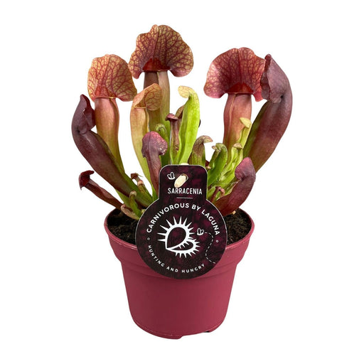 Sarracenia Catesbaei - Ø12cm - ↕23cm-Stera