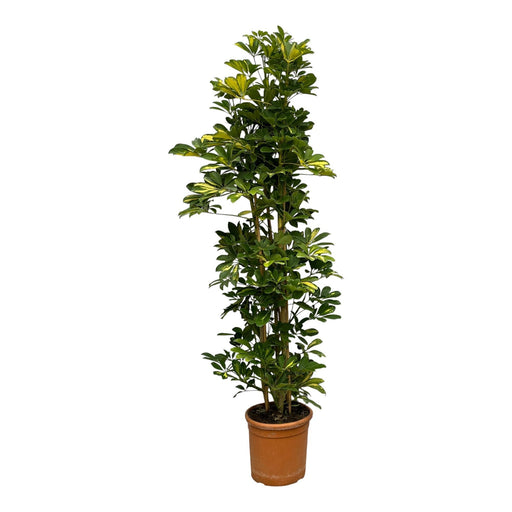 Schefflera Gold Capella struik - 160 cm - Ø30cm-Stera