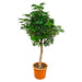 Schefflera op stam - 225cm - ø45-Stera