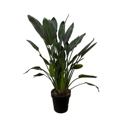 Strelitzia Reginae - 130 cm - Ø24-Stera