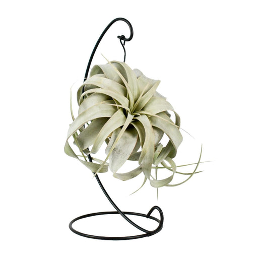 Tillandsia King Xero - Ø12cm - ↕23cm-Stera