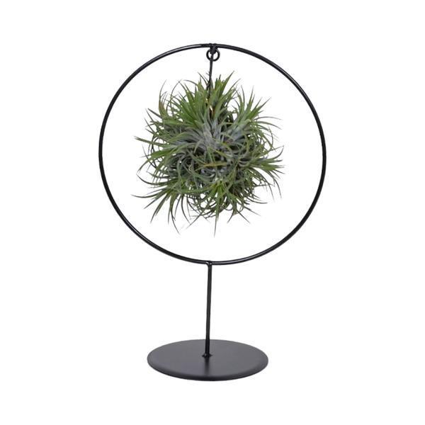 Tillandsia Ring (Medium) - Ø17cm - ↕30cm-Stera