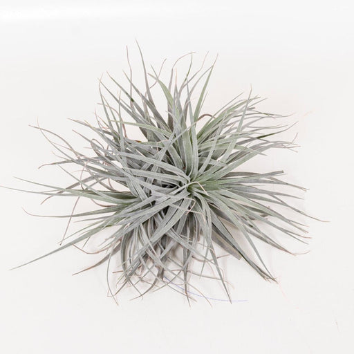 Tillandsia Super Silver XL - Ø20cm - ↕15cm-Stera