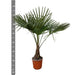 Trachycarpus - 130cm- Ø21-Stera