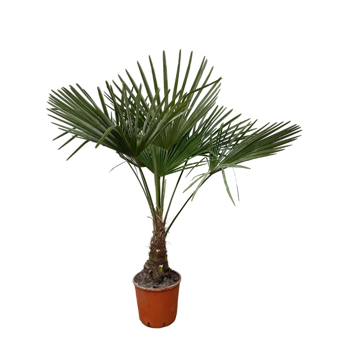 Trachycarpus - 130cm- Ø21-Stera