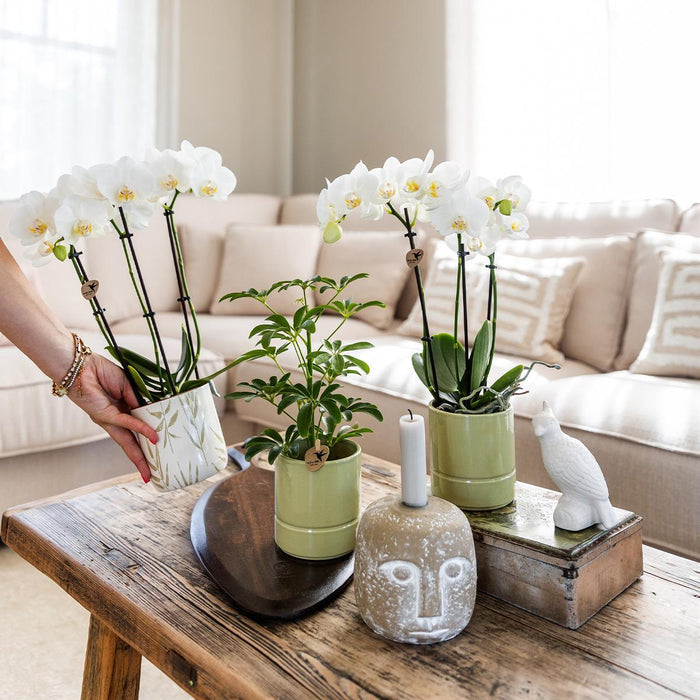 Witte Phalaenopsis orchidee & Pastel pot-Stera