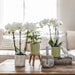 Witte Phalaenopsis orchidee & Pastel pot-Stera