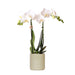 Witte Phalaenopsis orchidee & Pastel pot-Stera