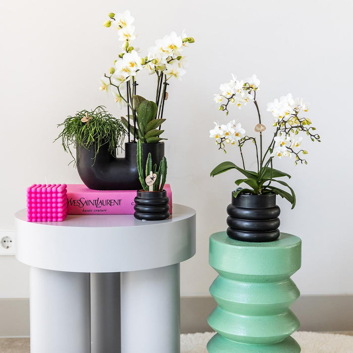 Witte phalaenopsis orchidee & Bubble pot black-Stera