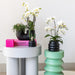 Witte phalaenopsis orchidee & Bubble pot black-Stera