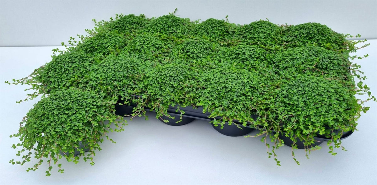 Soleirolia soleirolii mix (pot 9 cm, 11 cm)