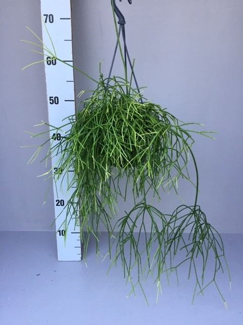 Rhipsalis 'Oasis' (hangpot) — pot 14 cm, 40 cm