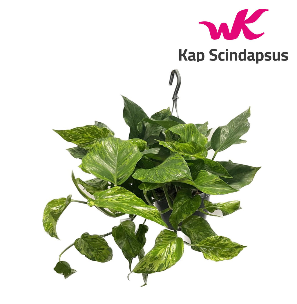 Epipremnum 'Marble Green' (hang, teruggeknipt) (pot 15 cm, 45 cm)