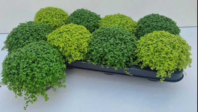 Soleirolia soleirolii mix (pot 11 cm, 14 cm)