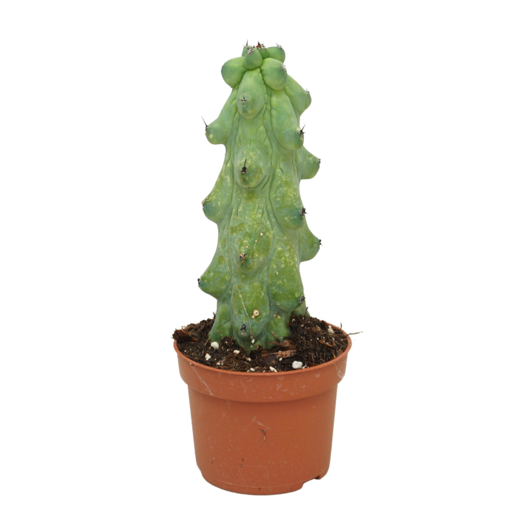 Myrtillocactus 'Boobie' (pot 10 cm, 22 cm)