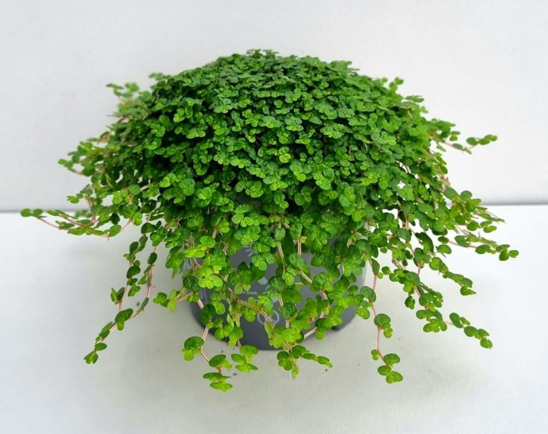 Soleirolia soleirolii mix (pot 9 cm, 11 cm)