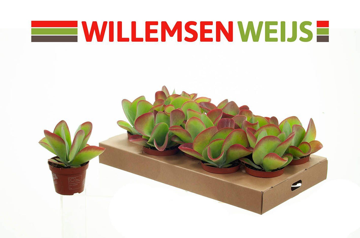 Kalanchoe thyrsiflora 'Flapjack' (pot 10 cm, 22 cm)