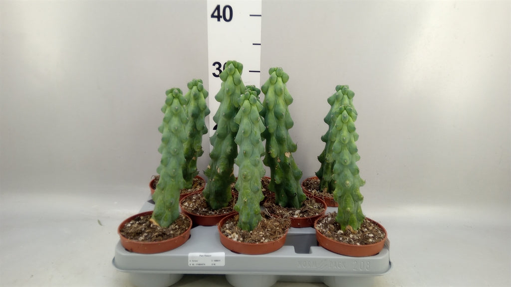 Myrtillocactus 'Boobie' (pot 10 cm, 22 cm)