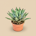 Agave ferdinandi 'Regis' op warme beige studioachtergrond