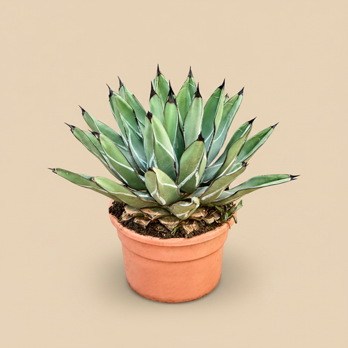 Agave ferdinandi 'Regis' op warme beige studioachtergrond
