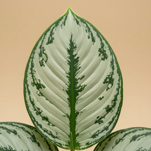 Aglaonema 'Silver Bay' – close-up blad