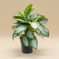 Aglaonema 'Silver Bay' – warme beige studioachtergrond