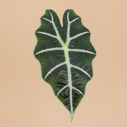 Alocasia Polly detail