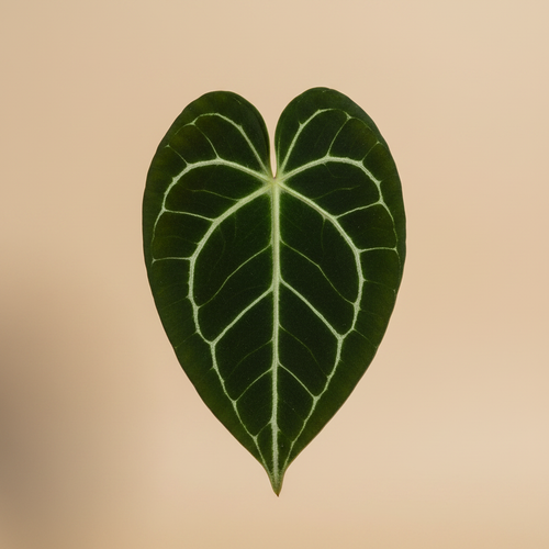 Anthurium clarinervium close-up van het blad met lichte nerven op warme beige studioachtergrond