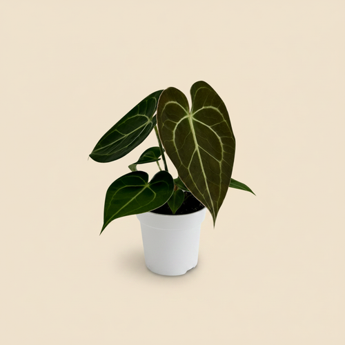 Anthurium clarinervium op warme beige studioachtergrond