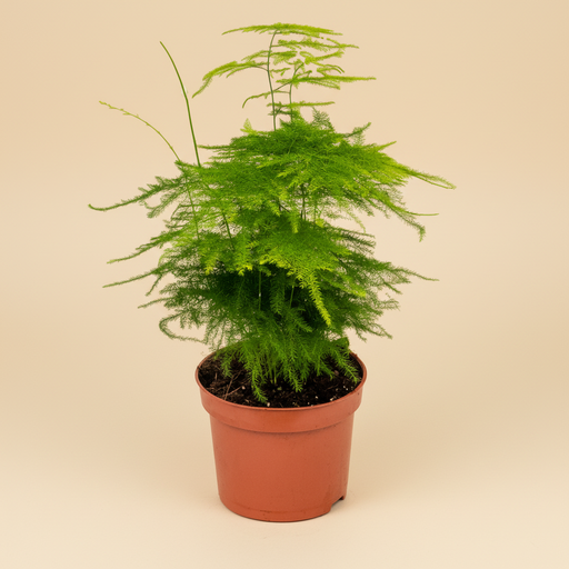 Asparagus setaceus studio packshot