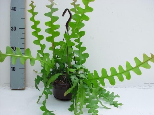 Epiphyllum anguliger (hangpot) — pot 14 cm, 35 cm