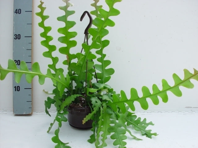 Epiphyllum anguliger (hangpot) — pot 14 cm, 35 cm