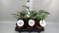 Monstera 'Obliqua Peru' (pot 12 cm, 35 cm)