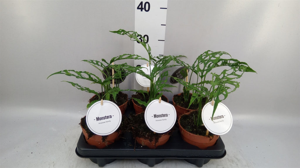 Monstera 'Obliqua Peru' (pot 12 cm, 35 cm)