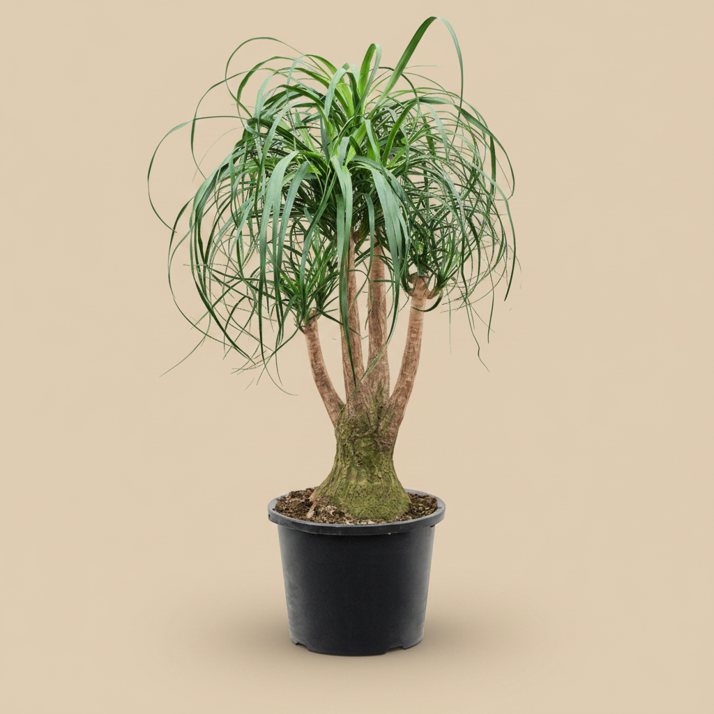Beaucarnea recurvata – warme beige studioachtergrond