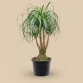 Beaucarnea recurvata – warme beige studioachtergrond