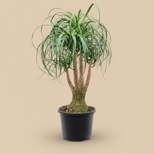Beaucarnea recurvata – warme beige studioachtergrond