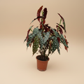 Begonia maculata – gecentreerd