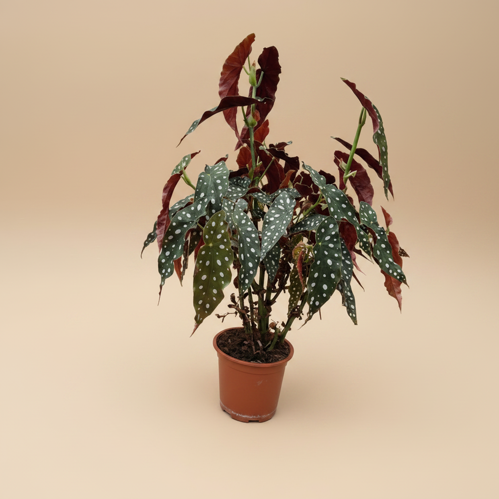 Begonia maculata – gecentreerd