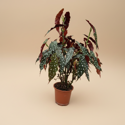 Begonia maculata – gecentreerd