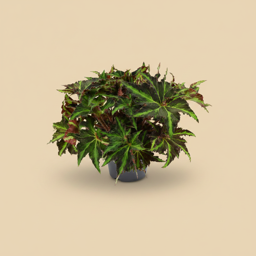 Begonia Magic Colours Lion Dance – warme beige achtergrond