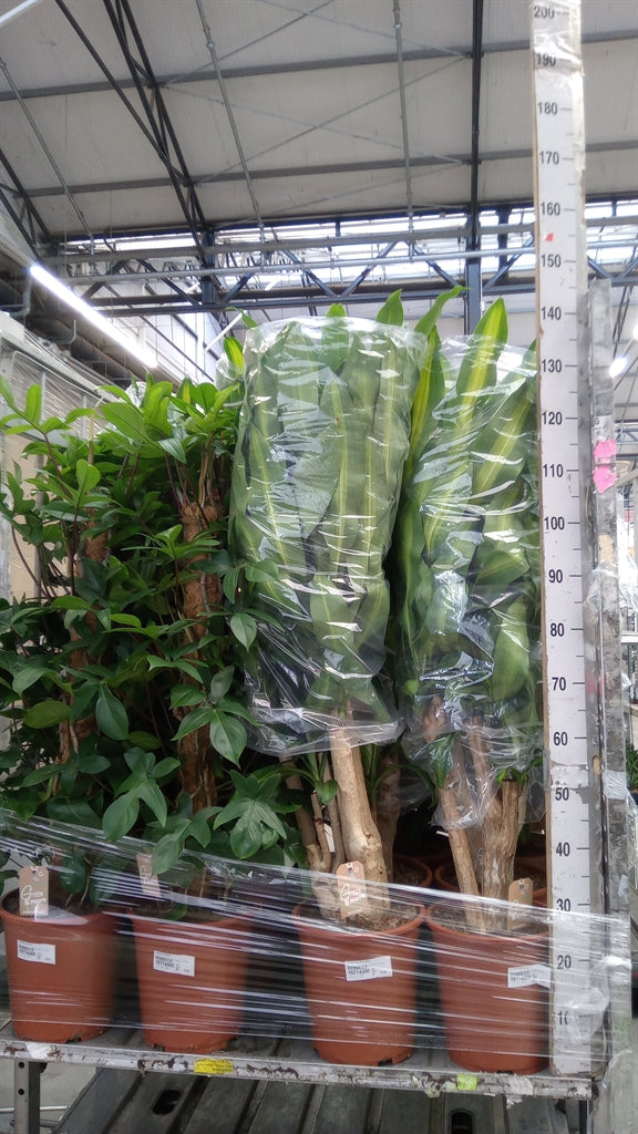 Dracaena fragrans 'Massangeana' (pot 27 cm, 120 cm)