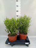 Euphorbia tirucalli (pot 17 cm, 40 cm)