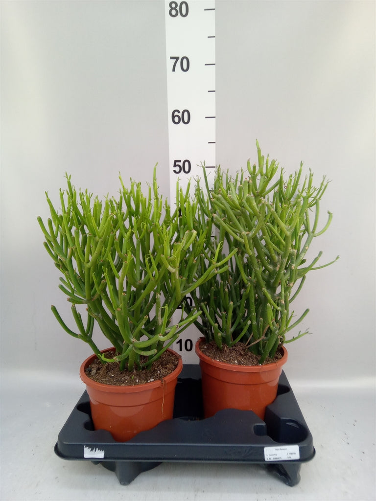 Euphorbia tirucalli (pot 17 cm, 40 cm)