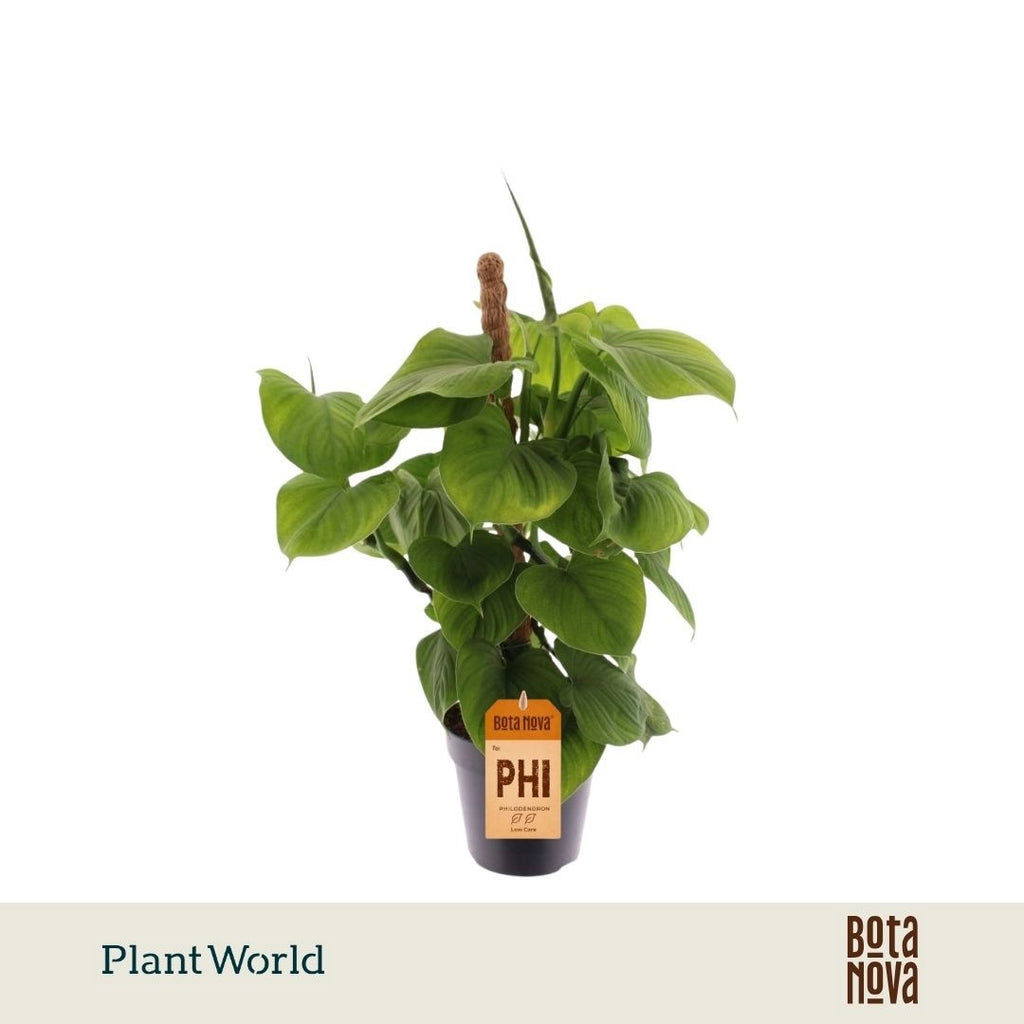 Philodendron 'Fibrum' (mosstok) — pot 12 cm, 40 cm
